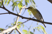 Vireo flavifrons